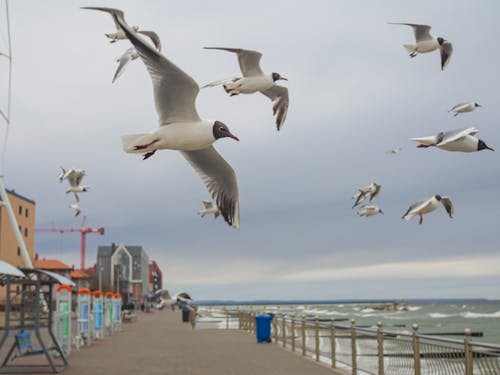 Close Up Photo of Birds Flying