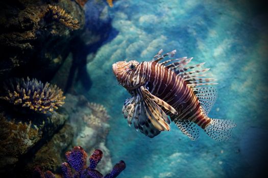 Striking image of a lionfish swimming in a vibrant coral reef aquarium.
