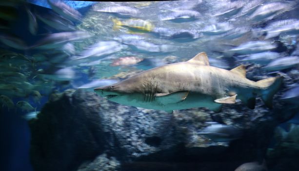 A stunning image of a shark swimming gracefully with fish in an aquarium's clear blue waters.