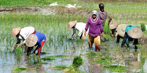 Farmers Planting on a Paddy Field 