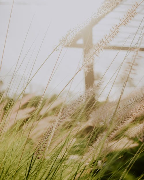 Wheat Grass in Close Up Photography