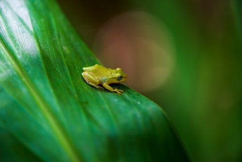 Free Macro shot of a vibrant green frog resting on a leaf in Taiwan's lush environment. Stock Photo
