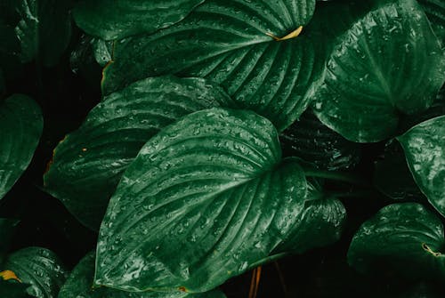 Green and Wet Leaves of Hosta Plant