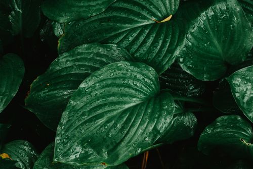 Free A detailed image capturing fresh hosta leaves with water droplets, showcasing natural beauty. Stock Photo