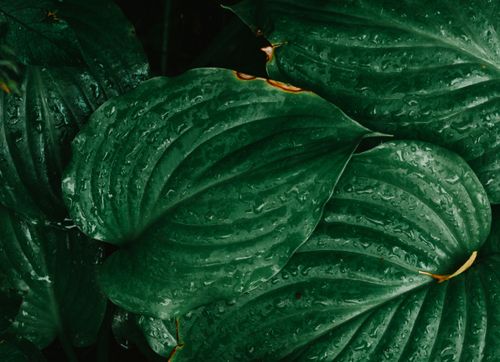 Free Close-up of green tropical leaves with raindrops, showcasing lush greenery and natural textures. Stock Photo