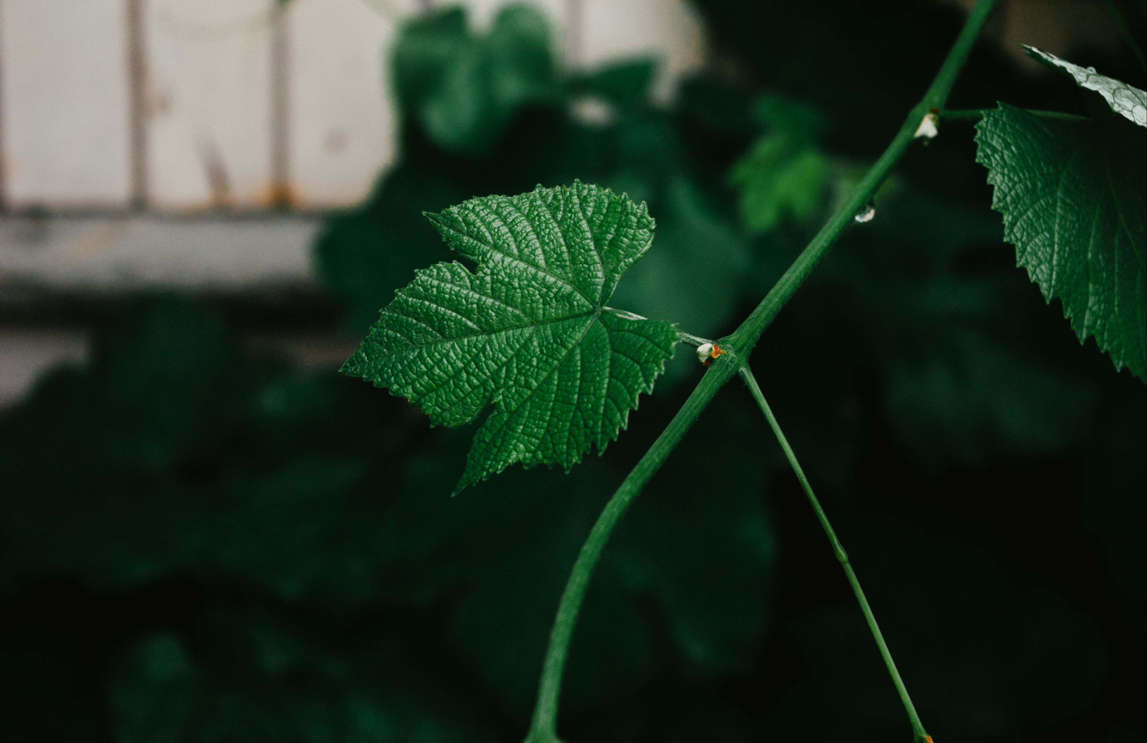 Close-up of a vibrant green vine leaf displaying detailed texture.