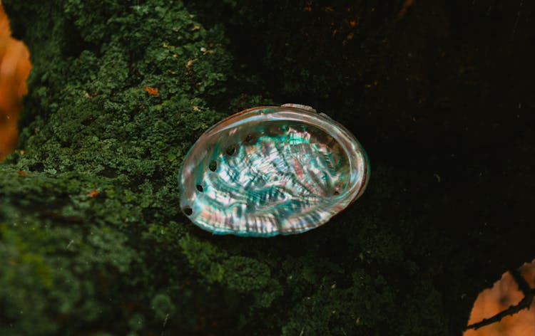 Abalone Shell Interior Lined With Shining Mother Of Pearl