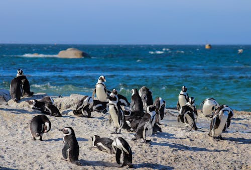 Free Penguins on Beach Stock Photo