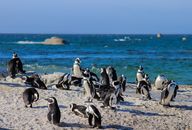 Penguins on Beach