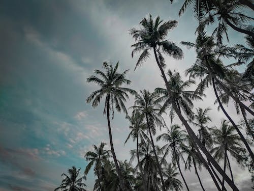 Free stock photo of coconut, tree