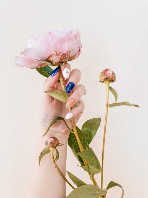 Darmowe zdjęcie z galerii z kwiat, kwitnąć, pionowy strzał