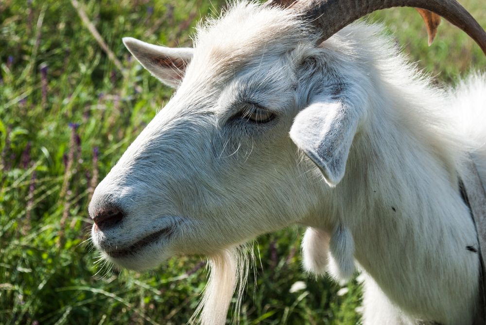 Goat grazing in a green pasture