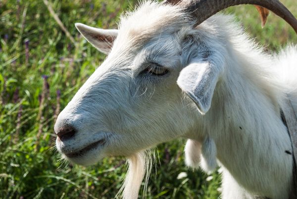 Close up of goat grazing