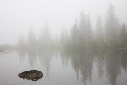 Бесплатное стоковое фото с forest, дымка, камень