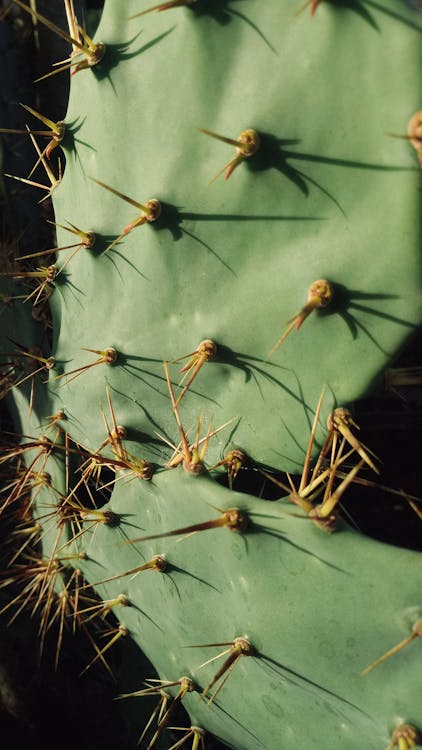 Green Cactus Plant with Spikes