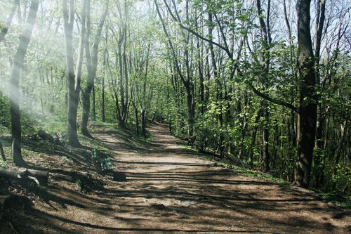 Free Peaceful forest path with sunrays filtering through trees, ideal for nature walks. Stock Photo