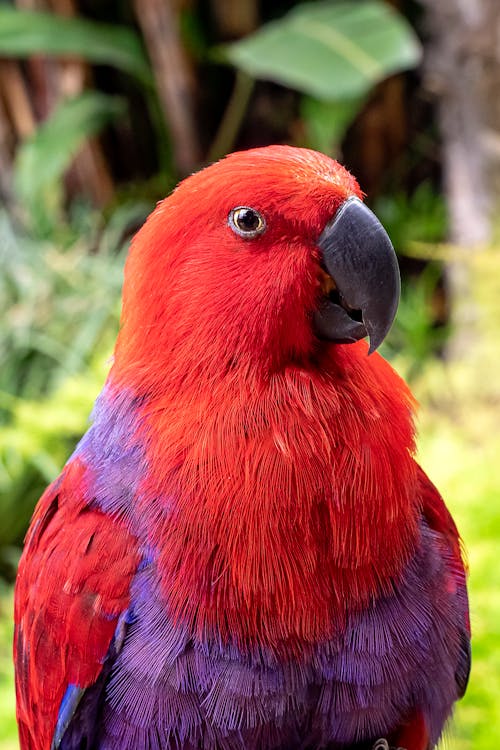 Kostnadsfri bild av eclectus papegoja, fågel, fjädrar