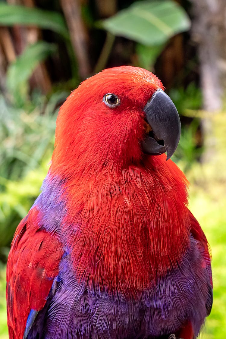 Red And Purple Feathered Parrot