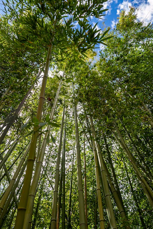 Low-Angle Shot of Green Bamboo Trees