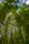 bamboo forest
