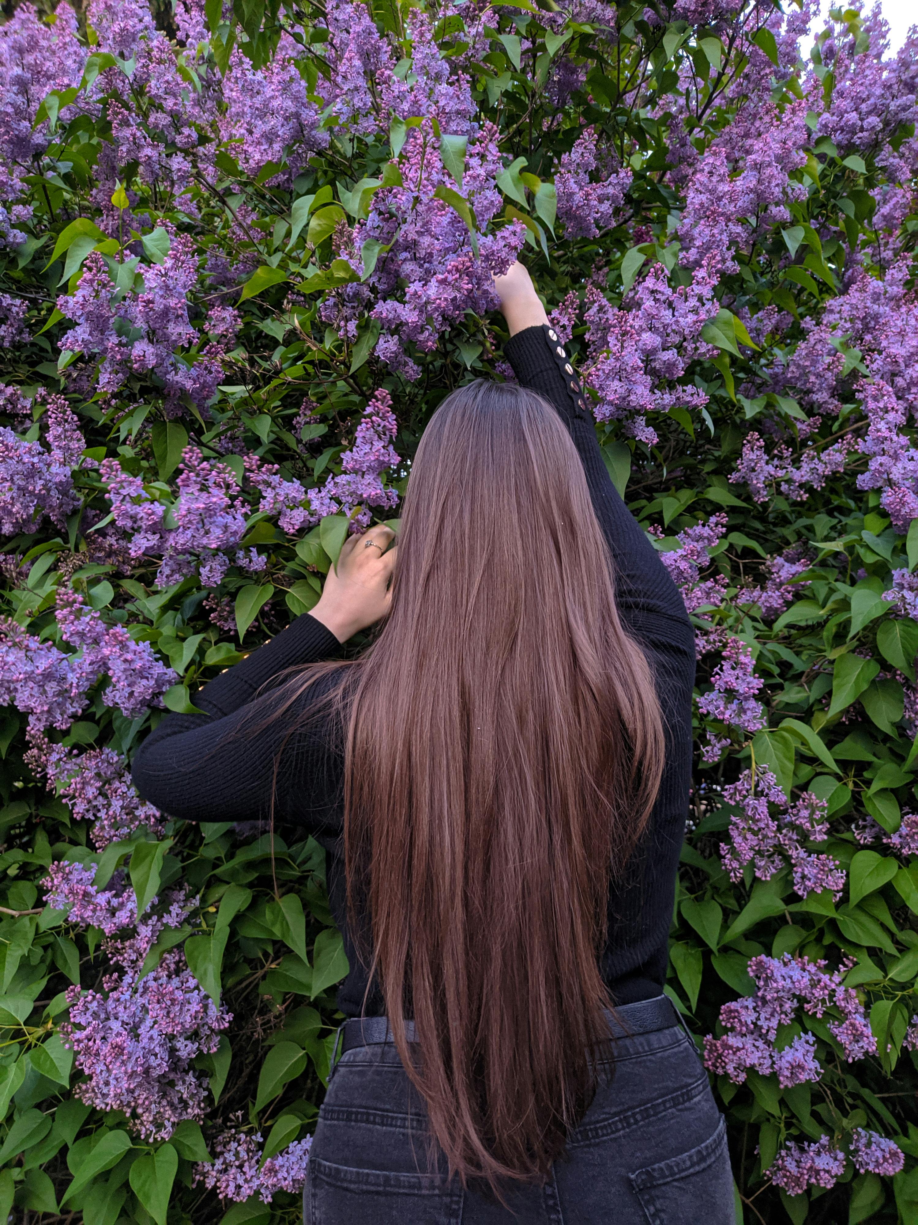 A woman with long hair reaches into a vibrant lilac bush in full bloom, evoking springtime beauty.