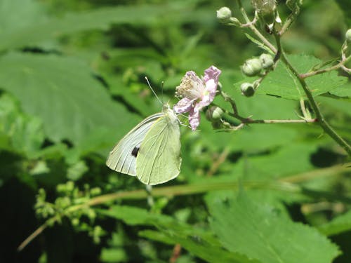 Close-Up Shot of a Cabbage White Butterfly Perched on a Flower