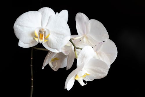 Free stock photo of orchid