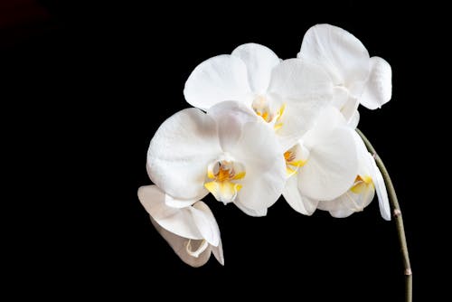 Free stock photo of orchid