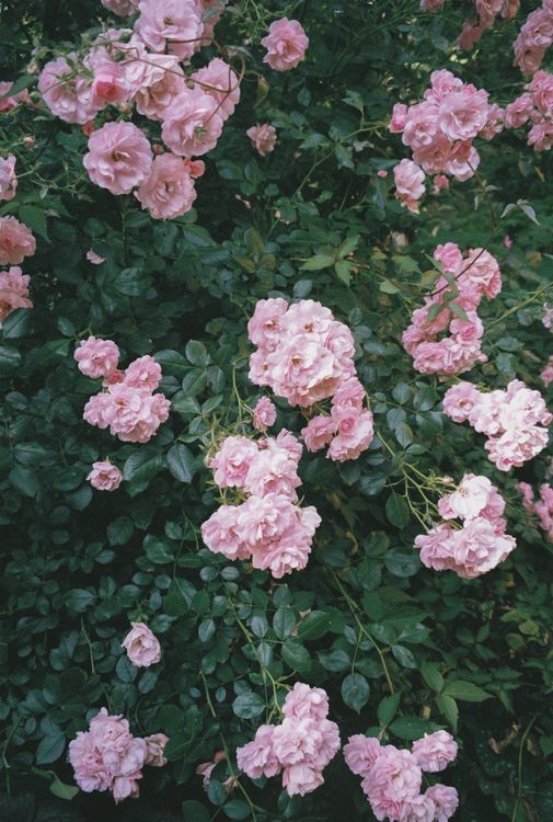 Clusters of Pink Roses · Free Stock Photo