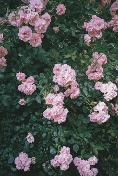 Free A vibrant garden scene featuring clusters of delicate pink roses against dark green foliage. Stock Photo