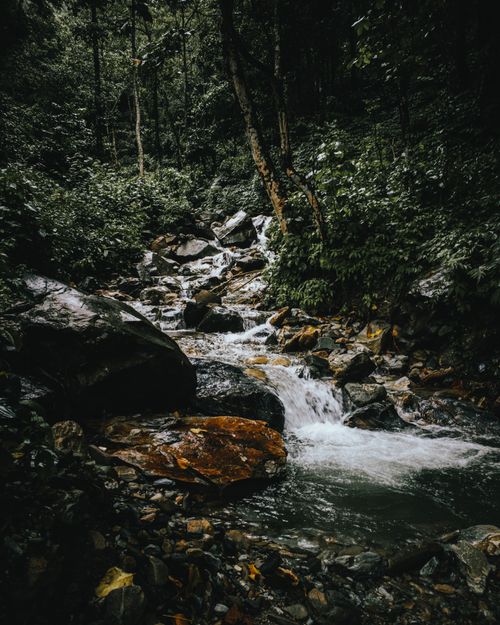 Free A peaceful stream flows through a lush, rocky forest, creating a tranquil scene in nature. Stock Photo