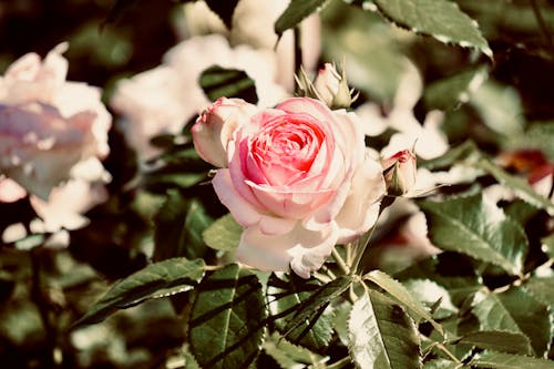 Phot of a Pink Rose in Bloom