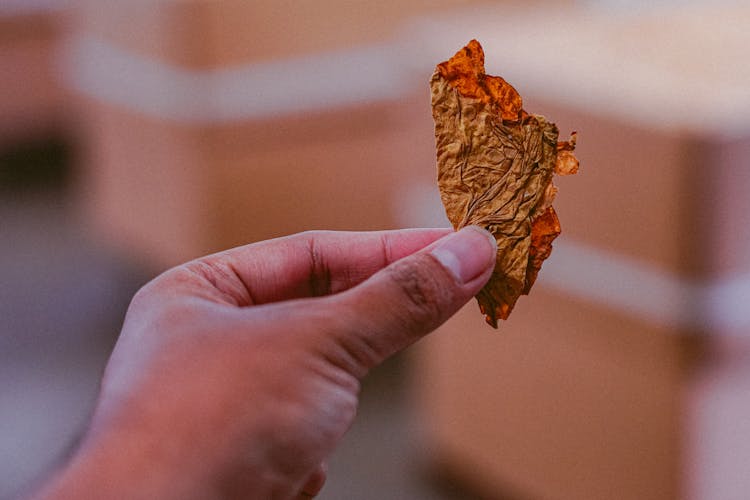 A Person Holding A Dry Tobacco Leaf