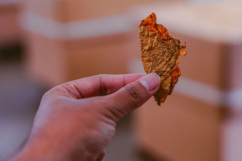 Secagem de Tabaco, Folhas e Chás