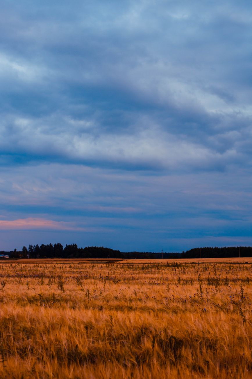 Wheat