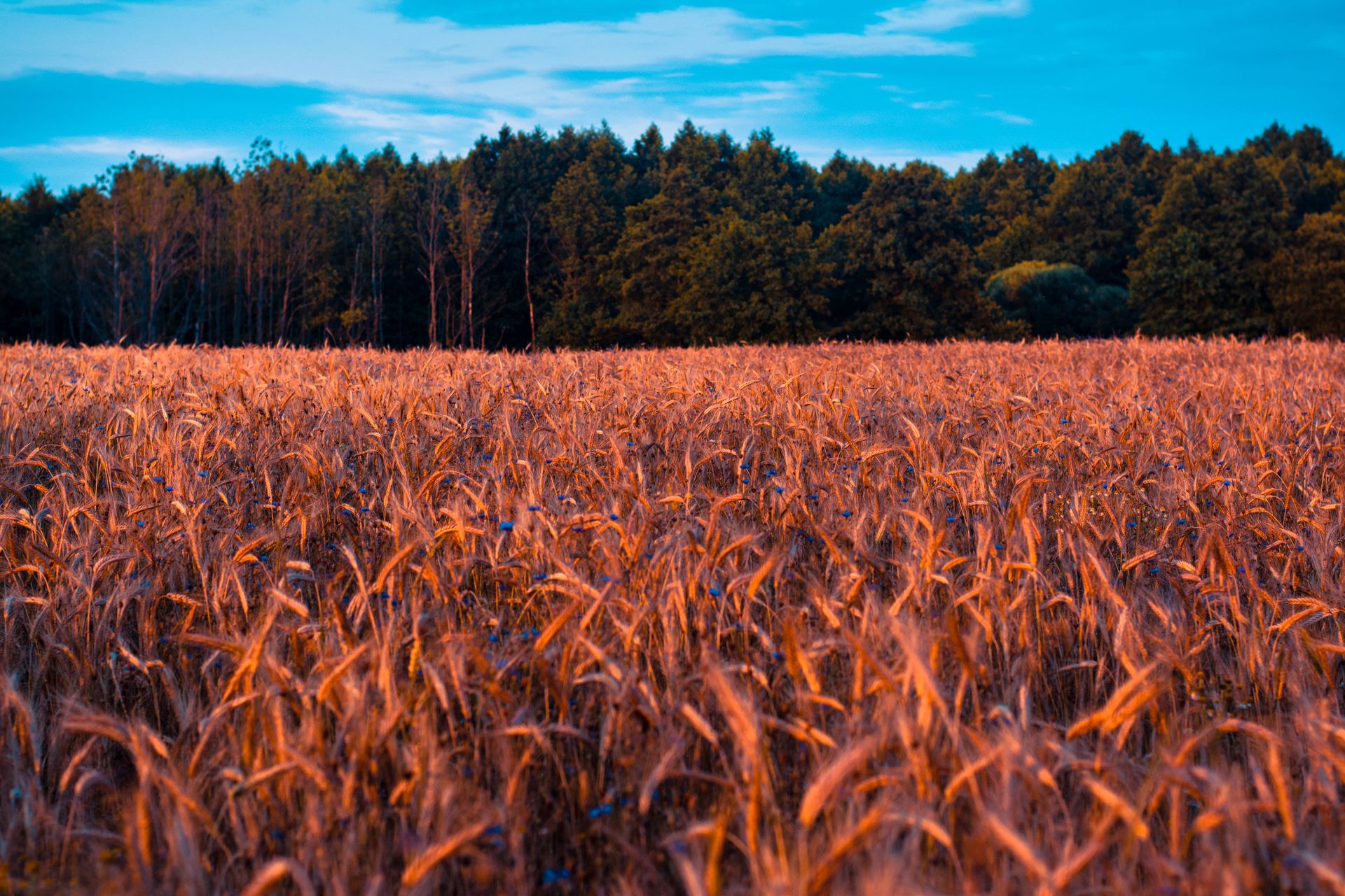 A serene wheat field glowing in sunset light with a lush forest in the background.
