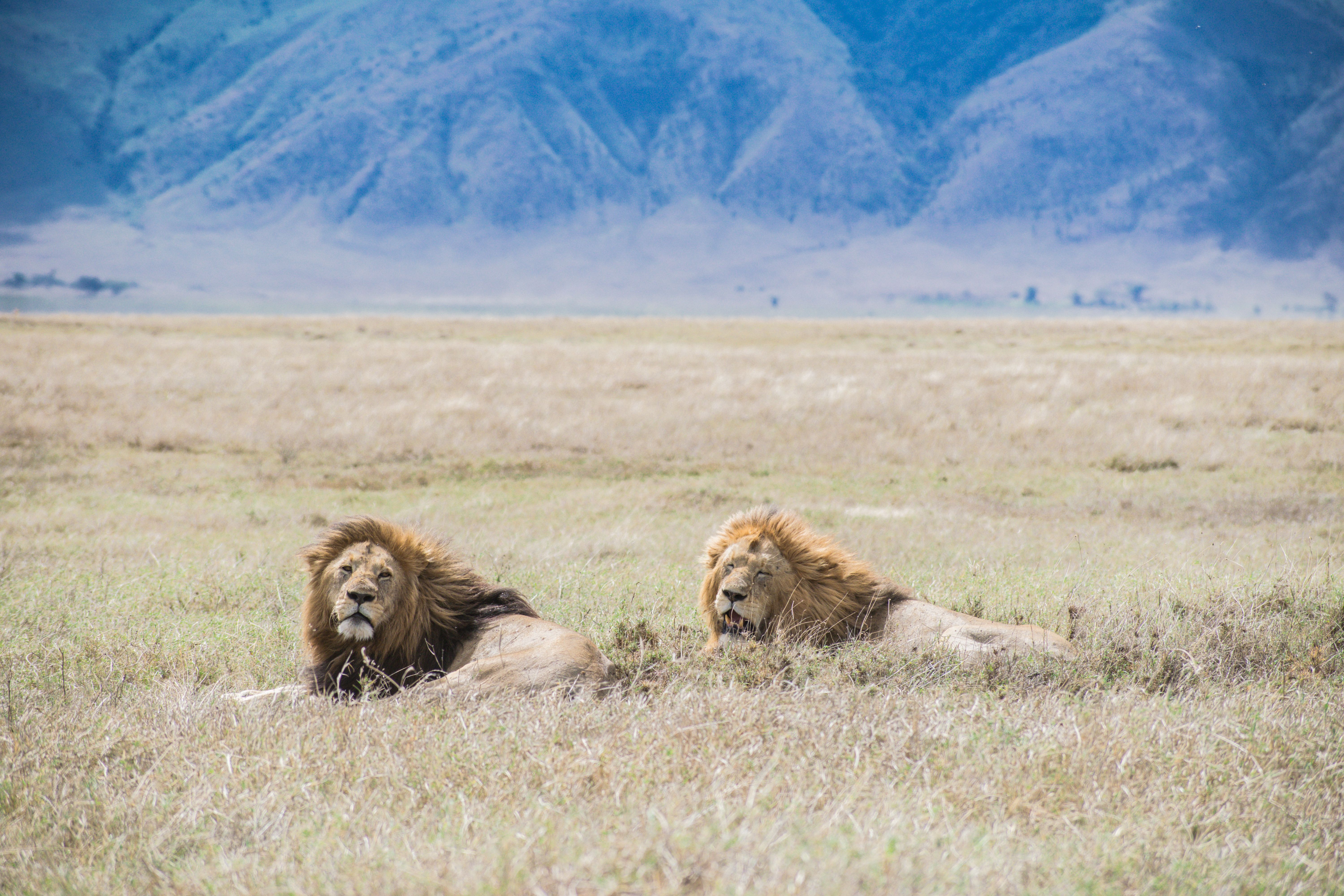 safari terbaik di afrika untuk wisatawan indonesia