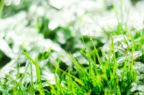 Free Green Grass with Water Droplets Stock Photo
