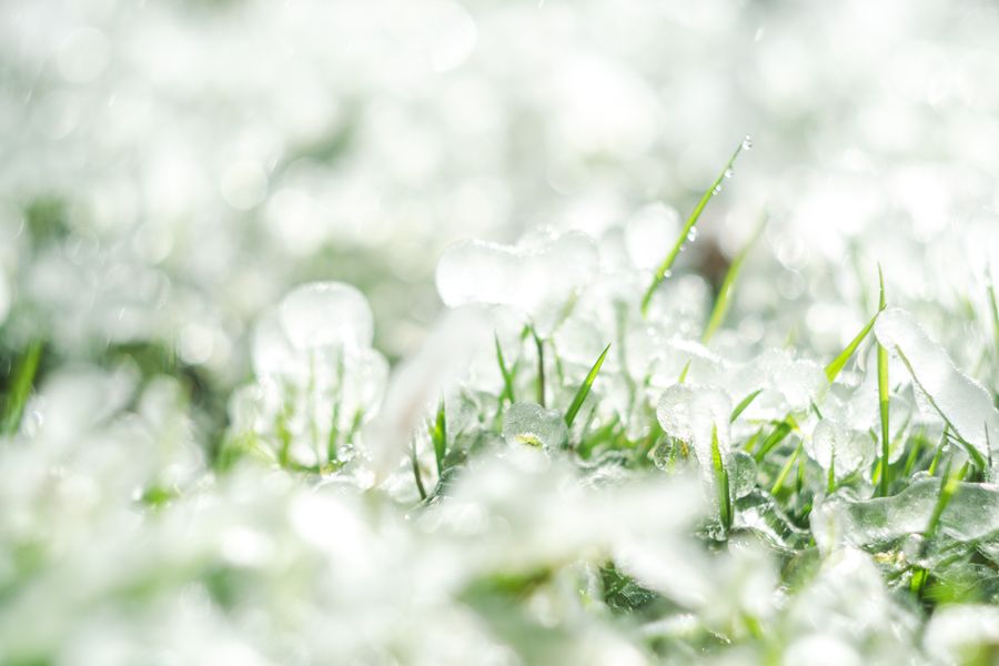 Melting hailstones scattered across green grass after a storm
