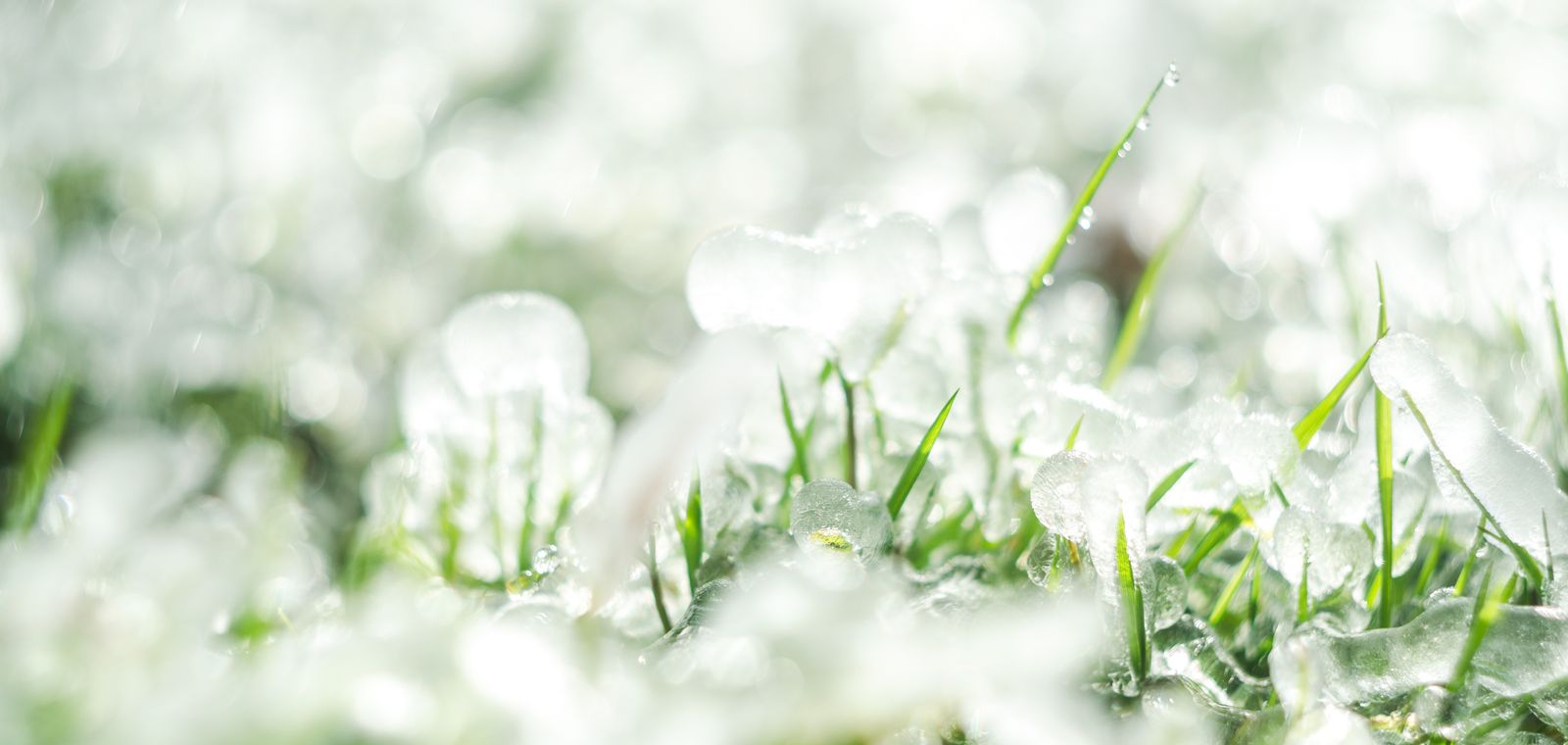 Hailstones melting on green grass