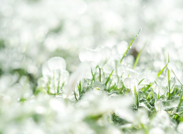 Hailstones melting on green grass