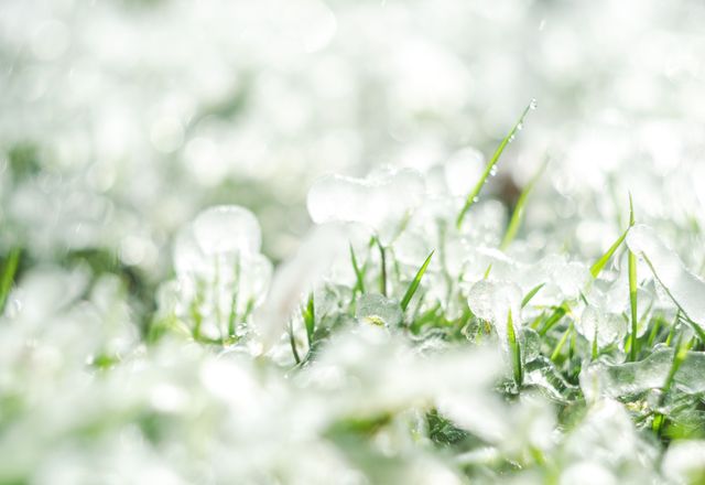 Hailstones melting on green grass