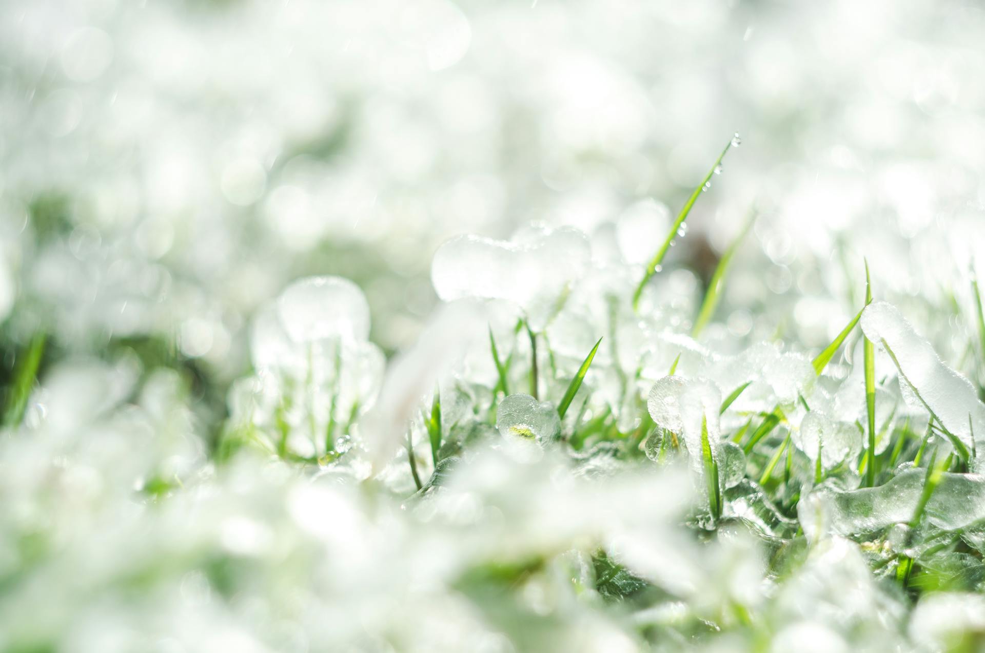 Detailed close-up of melting hail on green grass illuminated by sunlight.