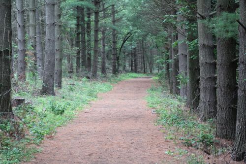 Free stock photo of path in woods Stock Photo