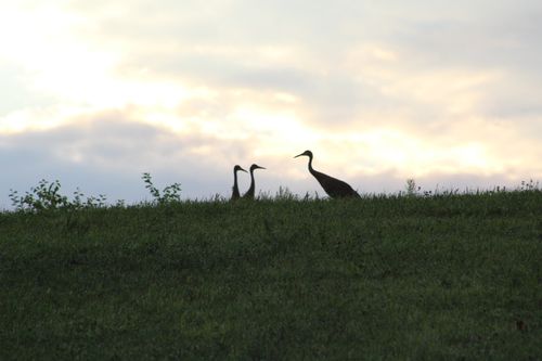 Free stock photo of sandhill crane family talk Stock Photo