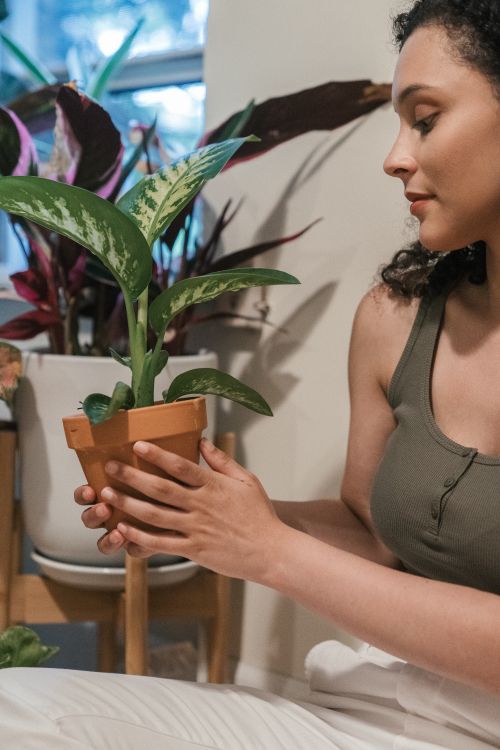 Free Close-up of a woman holding a potted houseplant indoors, showcasing a peaceful home environment. Stock Photo