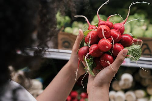 Free Person Holding a Bunch of Red Radish  Stock Photo