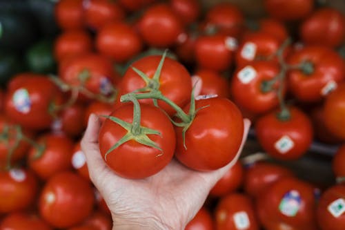 Close-Up Shot of Fresh Red Tomatoes on Person's Hand