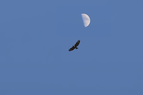 Immagine gratuita di aquila, mezza luna