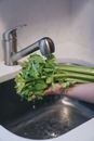 Close-Up Shot of a Person Washing a Fresh Parsley